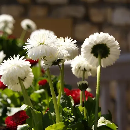 招待所 格特鲁德酒店